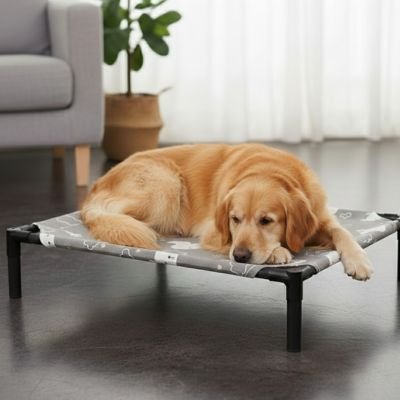 Chien brun couché sur son Lit pour Chien surélevé salon