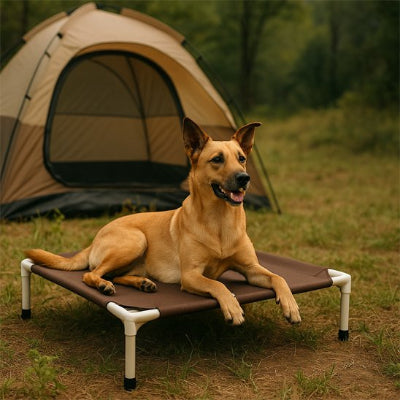 chien brun sur son lit de camp Chien 