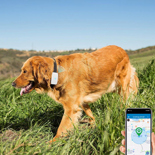 Chien champ porte collier chien gps | SuiviCanin™