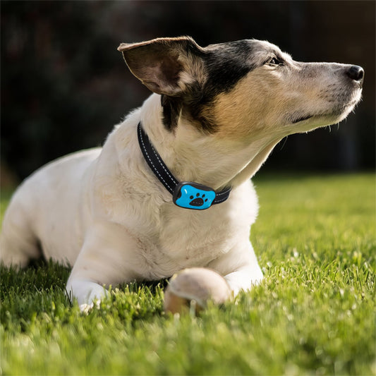 Chien couché herbe avec collier anti aboiements pour chien sans choc