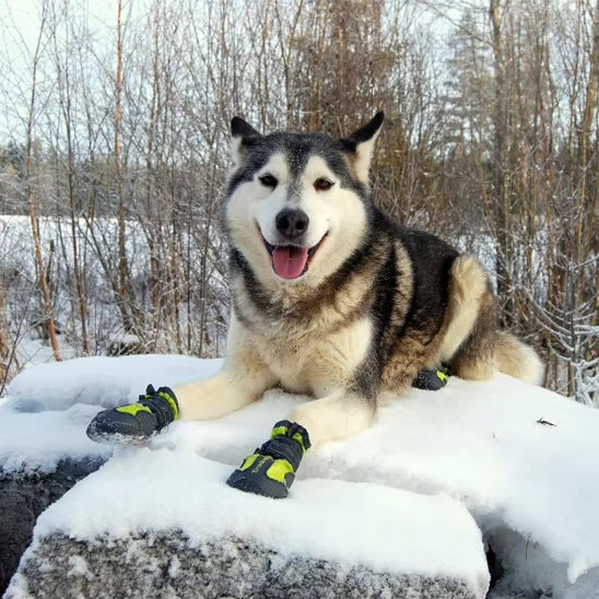 Chien couché neige avec chaussures pour chien