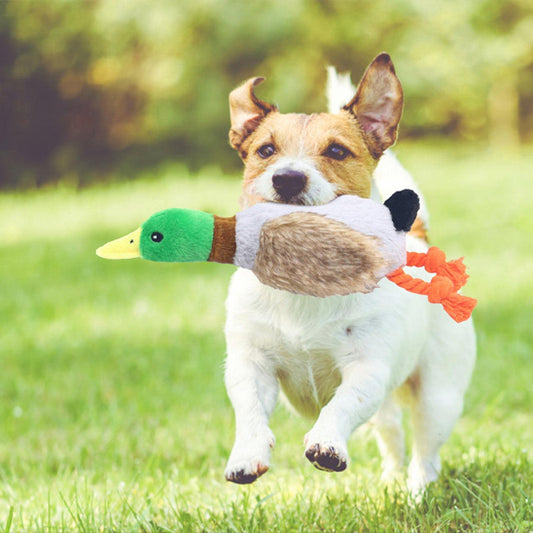 Chien court avec jouet pour chiens peluche canard