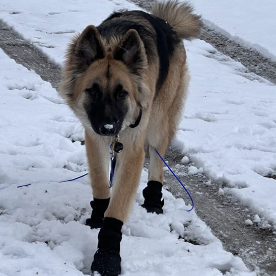 Chien dans neige avec Chaussures pour chien