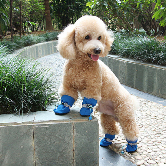 Chien debout porte Chaussures pour chiens