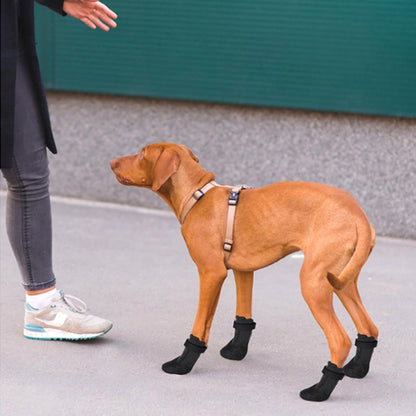 Chien entrainement avec Chaussures pour chien