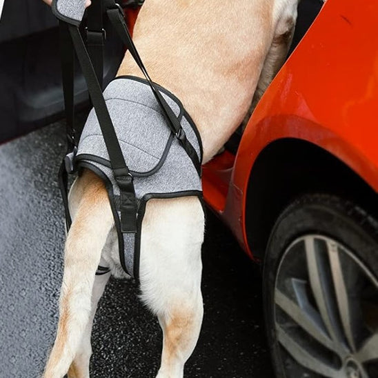 chien monte auto avec harnais chien de soulèvement