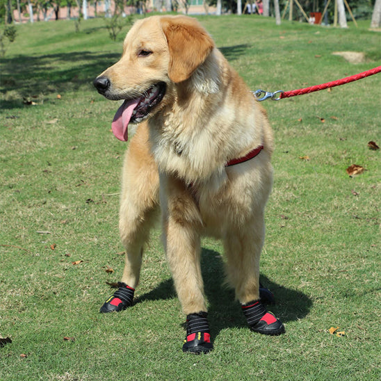 Chien parc avec chaussures pour chien