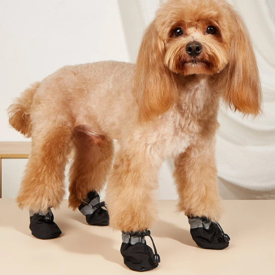 Chien porte Chaussures pour chiens