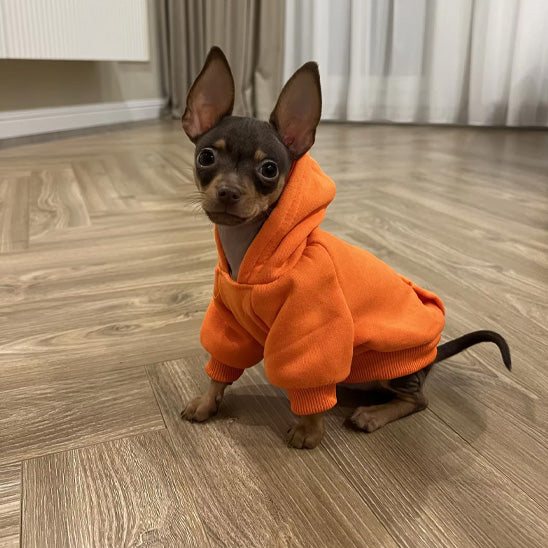 Chien porte Petit pull pour chien kangourou orange