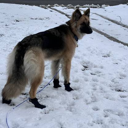 Chien première neige avec Chaussures pour chien