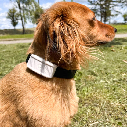 Chien près rue porte Collier anti fugue chien gps