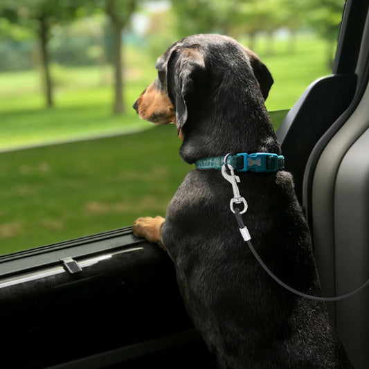 Chien regarde par fenêtre voiture avec ceinture laisse pour chien