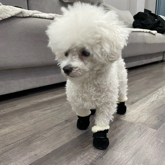 Chien salon avec Chaussure pour chien