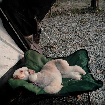 Chien sur lit de camp pour chien dehors près de la tente