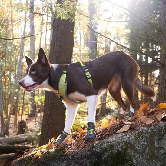 Chien sur rocher avec chaussures pour chien