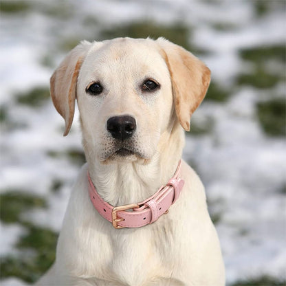 collier chien labrador blond