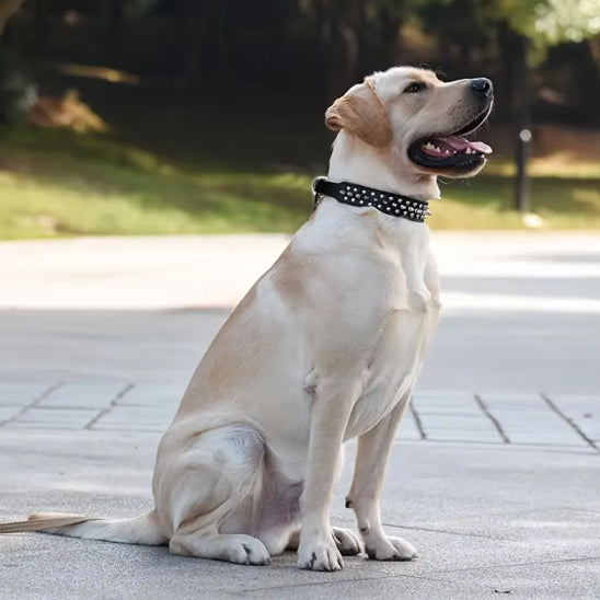 Collier cuir chien assis