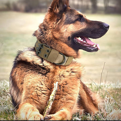 Collier pour chien TactiDog