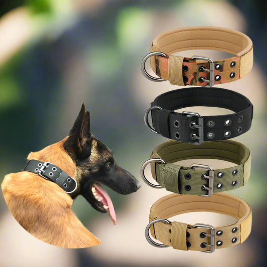 Collier pour chien multiples couleurs