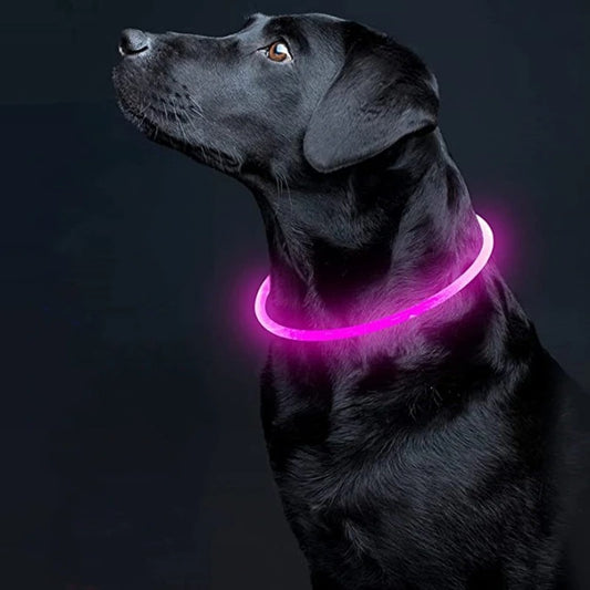 Collier lumineux pour chien | GlowPaws™