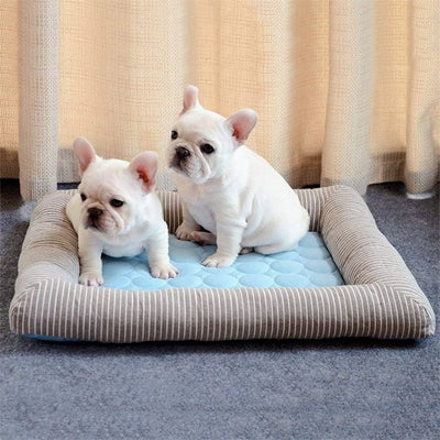 deux chiens assis dans coussin rafraichissant chien