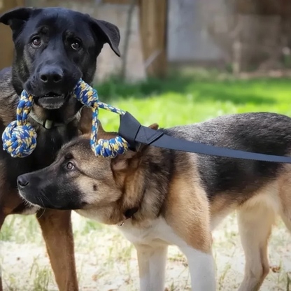 Deux chiens jouant avec la corde à nœuds bleu et jaune en extérieur Jouets interactifs pour chien 