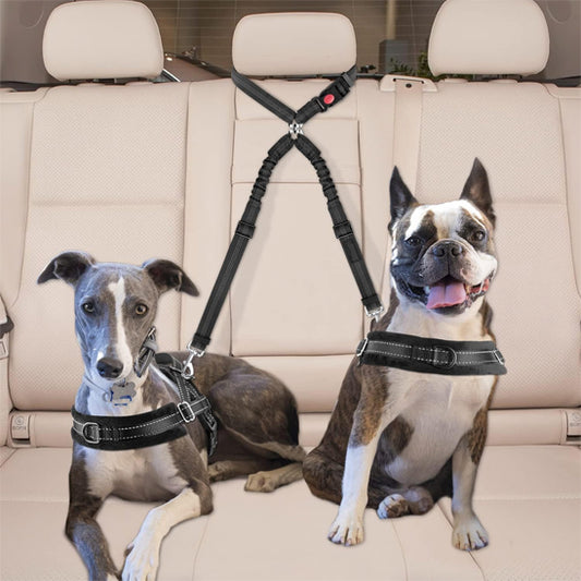 double laisse chien