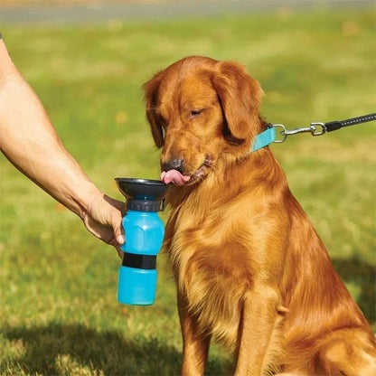 Golden Retriever buvant dans une gourde portable 500 ml lors d'une promenade en laisse