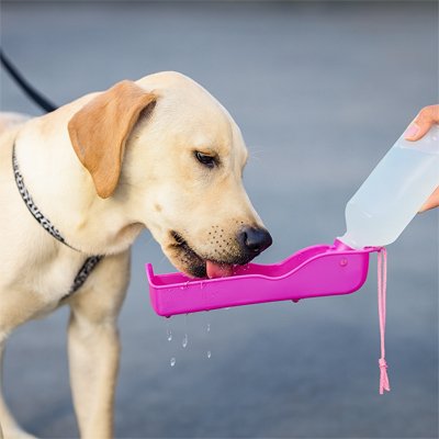 Gourde de voyage pour chien