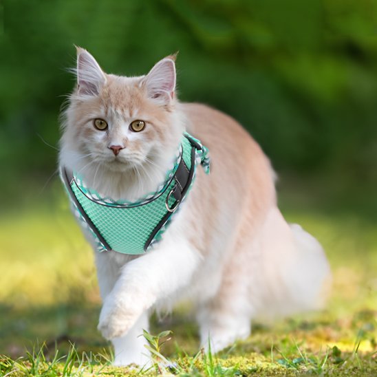 chat beige dehors porte harnais chat anti fugue vert menthe