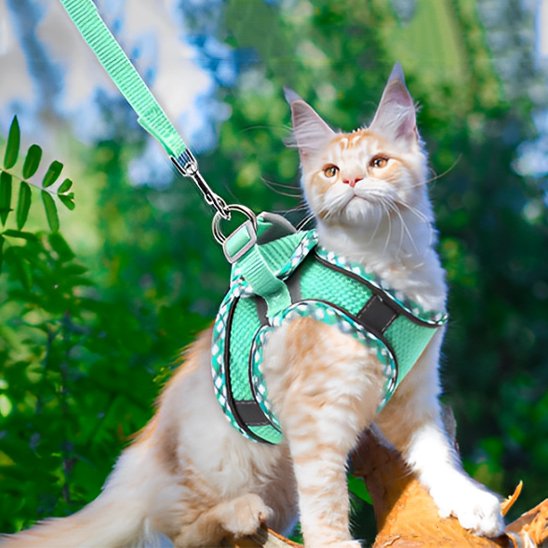 harnais chat anti fugue vert menthe avec laisse – chat roux en extérieur