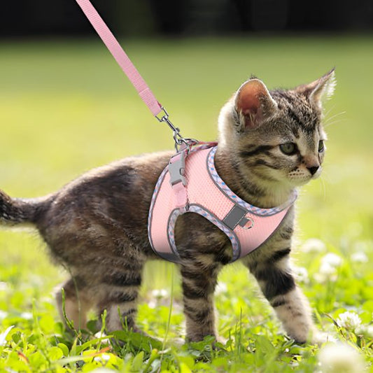chaton dans champs porte harnais chat anti fugue rose