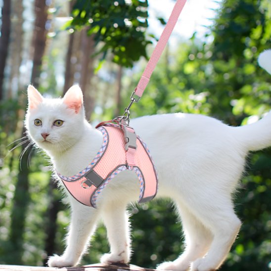 chat blanc porte harnais chat anti fugue rose avec laisse rose
