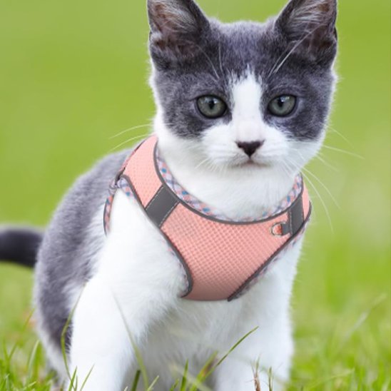 chat porte harnais chat anti fugue ose avec bande réfléchissante dehors