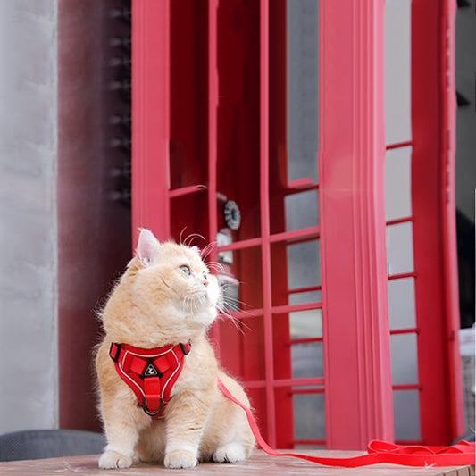 chat blanc porte Harnais chat anti fugue rouge devant une porte rouge