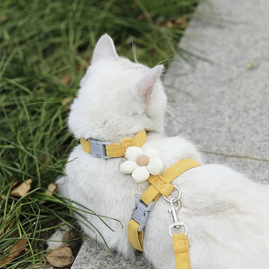 Chat blanc à l'extérieur porte un Harnais chat jaune avec une fleur blanche