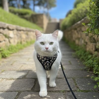 chat blanc marche sur trottoir avec son Harnais chat noir