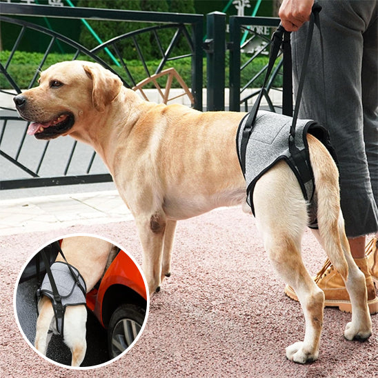 harnais chien de soulèvement gris