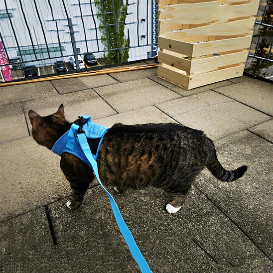 Harnais et laisse pour chat bleu