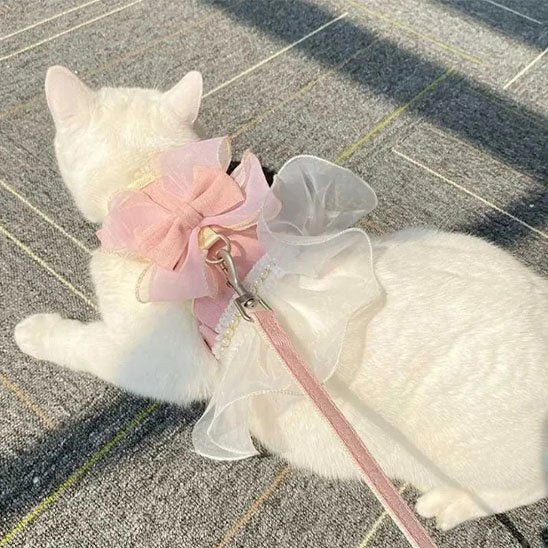 chat blanc sur tapis porte un Harnais pour chat rose avec laisse