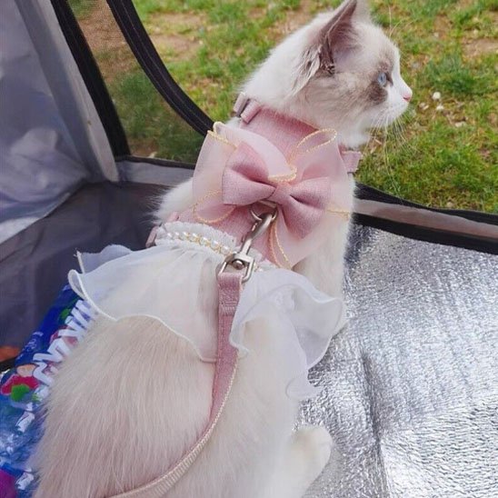 Harnais pour chat style princesse