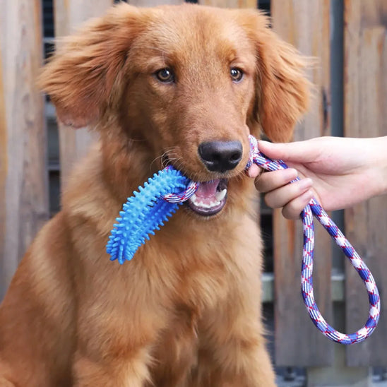 Jouet occupation chien | Dentifun™ éveil mental