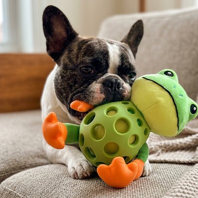 Bouledogue français jouet grenouille stimulation mentale chien