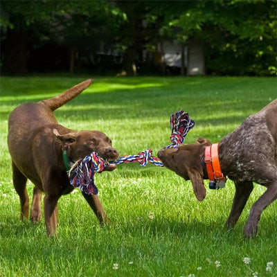 Jouet pour chien indestructible croquetout