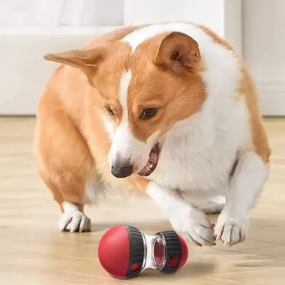 Jouets interactif pour chien