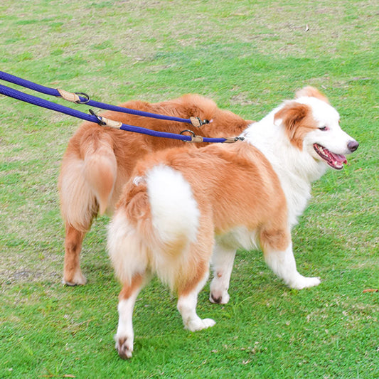 laisse double pour chien bleue
