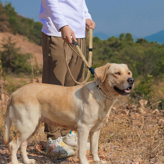 laisse pour chien élastique réfléchissante