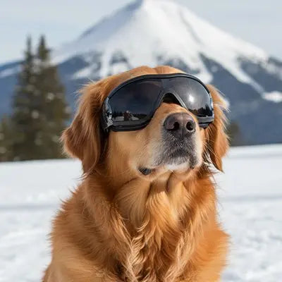 Lunette pour chien teintée noir