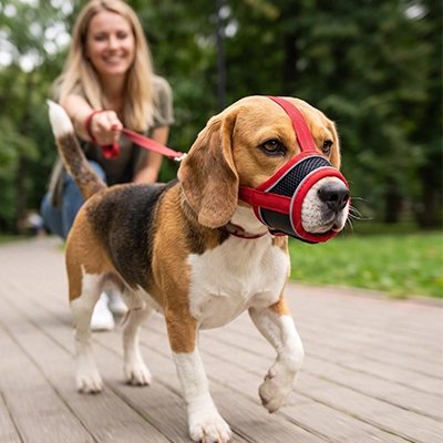 Muselière anti-aboiement maintenue en place sur un chien en balade dans la nature