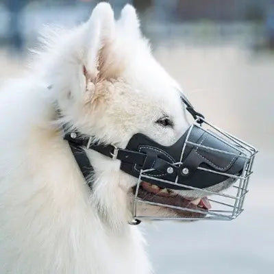 Muselière chien cuir